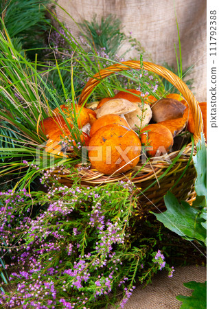 Forest mushrooms in the basket. White mushrooms. Autumn background with mushrooms and forest foliage. place for text. Forest mushrooms in the basket. White mushrooms. Autumn background with mushrooms and forest foliage. place for text. 111792388