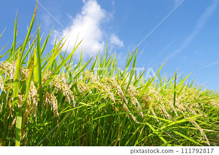【秋收】收割前的稻穗 111792817