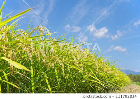 【秋收】收割前的稻穗 【秋收】收割前的稻穗 111792834