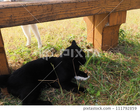 play with cats in the park play with cats in the park 111792859