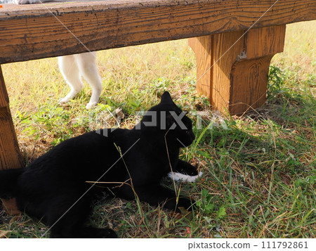 play with cats in the park 111792861