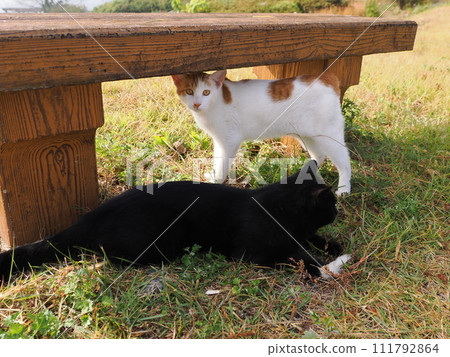 play with cats in the park 111792864