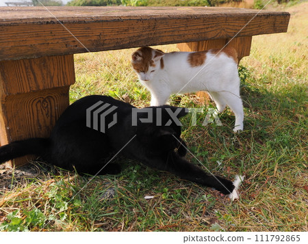 play with cats in the park play with cats in the park 111792865
