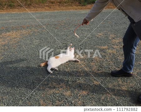 play with cats in the park play with cats in the park 111792882