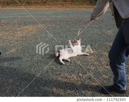 play with cats in the park play with cats in the park 111792885