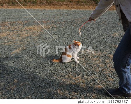 play with cats in the park play with cats in the park 111792887