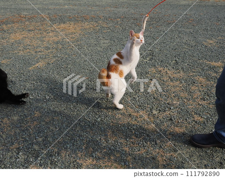 play with cats in the park 111792890