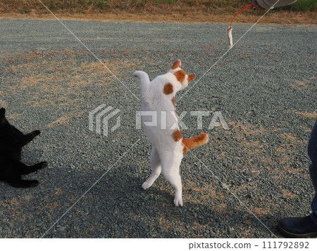 play with cats in the park play with cats in the park 111792892