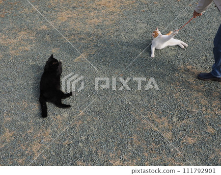 play with cats in the park play with cats in the park 111792901