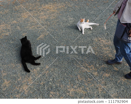 在公園裡和貓一起玩 在公園裡和貓一起玩 111792904