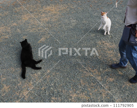 在公園裡和貓一起玩 111792905