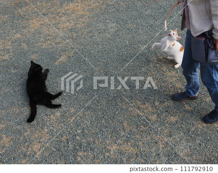 在公園裡和貓一起玩 111792910