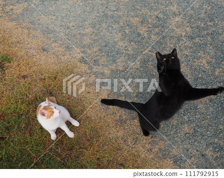 play with cats in the park play with cats in the park 111792915