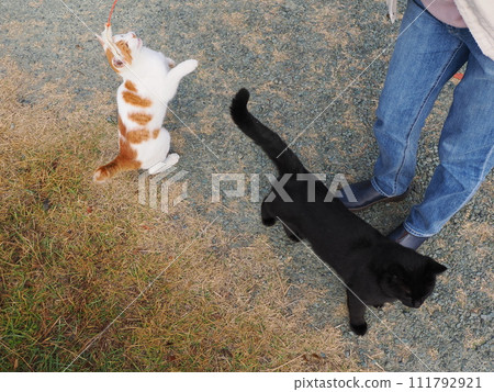 play with cats in the park play with cats in the park 111792921