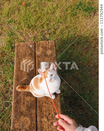 play with cats in the park play with cats in the park 111792944
