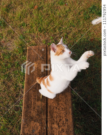 play with cats in the park play with cats in the park 111792954