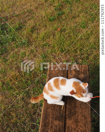 play with cats in the park 111792955