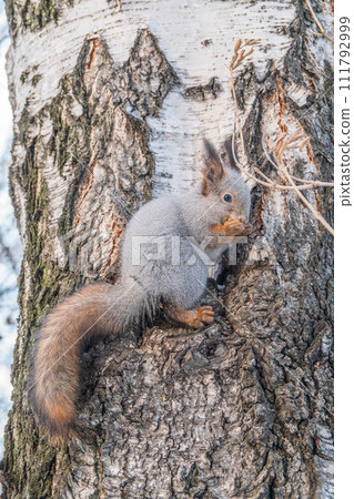 The squirrel with nut sits on tree in the winter or late autumn The squirrel with nut sits on tree in the winter or late autumn 111792999