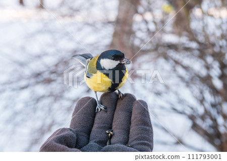 A tit sits on a man's hand and eats seeds. A tit sits on a man's hand and eats seeds. 111793001