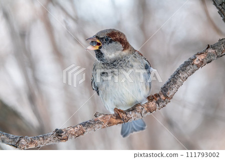 Sparrow sits on a branch without leaves. 111793002