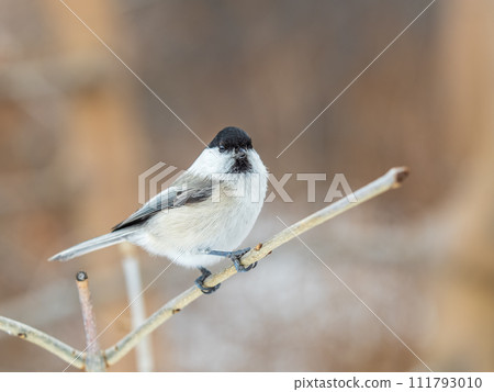 Cute bird the willow tit, song bird sitting on a branch without leaves in the winter. Cute bird the willow tit, song bird sitting on a branch without leaves in the winter. 111793010