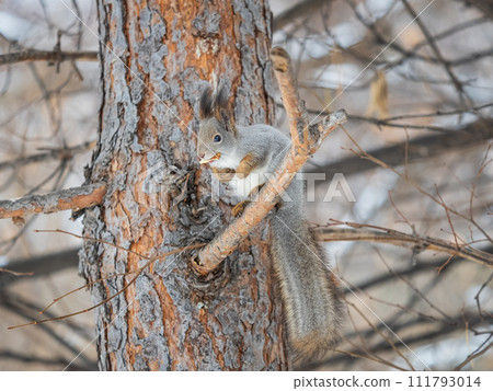 The squirrel with nut sits on tree in the winter or late autumn The squirrel with nut sits on tree in the winter or late autumn 111793014