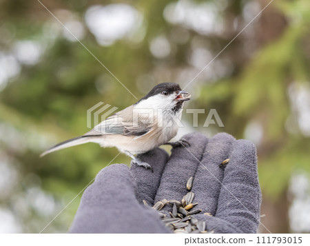 A willow tit sits on hand and eats seeds. Hungry bird willow tit eating seeds from a hand in winter or autumn 111793015