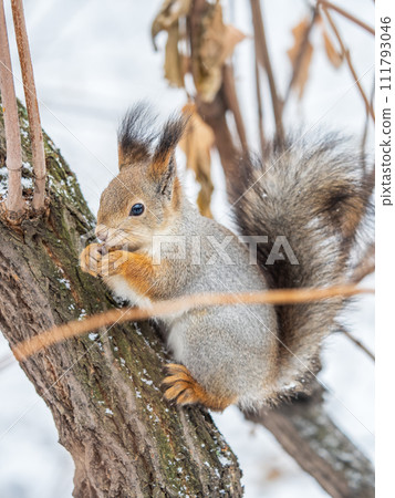 The squirrel with nut sits on tree in the winter or late autumn 111793046