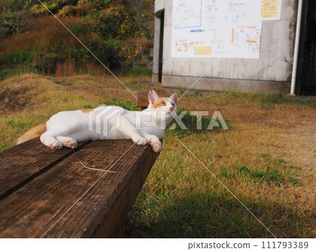 Cat jumping against the blue sky 111793389
