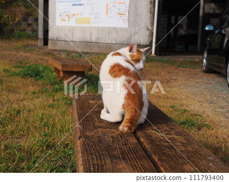 Cat jumping against the blue sky Cat jumping against the blue sky 111793400