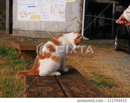 Cat jumping against the blue sky Cat jumping against the blue sky 111793415
