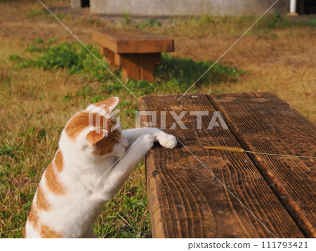 貓在藍天上跳躍 貓在藍天上跳躍 111793421