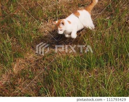Cat jumping against the blue sky Cat jumping against the blue sky 111793429