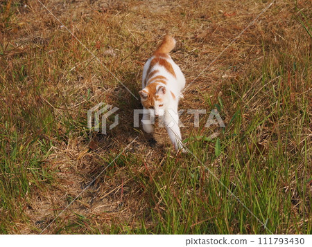Cat jumping against the blue sky Cat jumping against the blue sky 111793430
