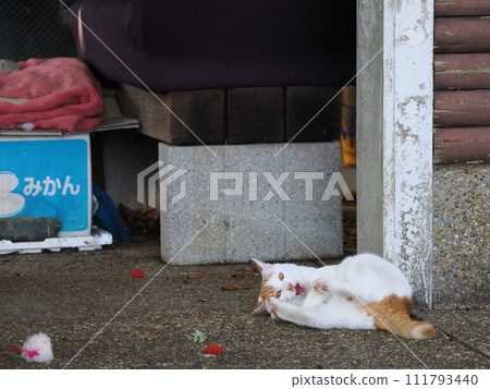 Cat jumping against the blue sky 111793440