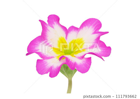 [報春花朱利安]（深度構圖） 111793662