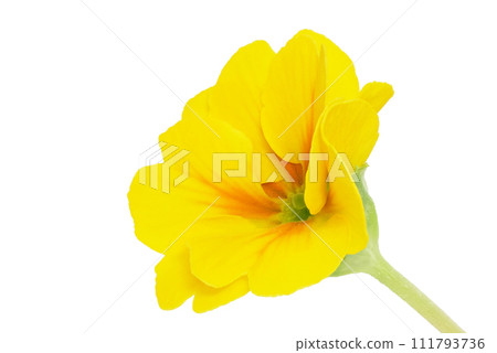 [Primula Julian] (depth composition) 111793736