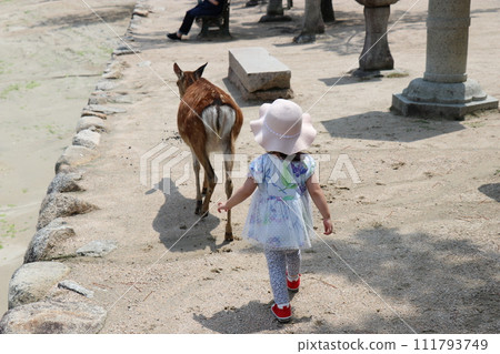 Hiroshima Prefecture, Miyajima scenery, Itsukushima Shrine, Otorii gate under construction, girl playing with deer, parent and child visiting the shrine Hiroshima Prefecture, Miyajima scenery, Itsukushima Shrine, Otorii gate under construction, girl playing with deer, parent and child visiting the shrine 111793749