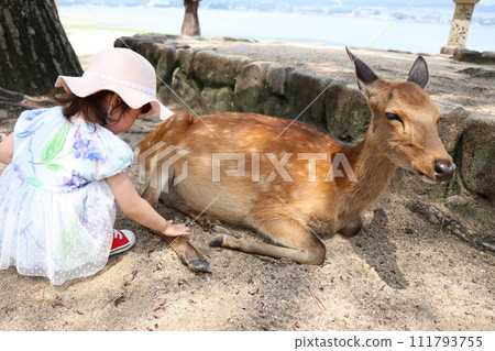 Hiroshima Prefecture, Miyajima scenery, Itsukushima Shrine, Otorii gate under construction, girl playing with deer, parent and child visiting the shrine 111793755