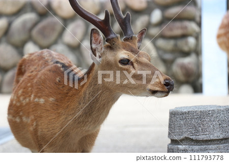 Hiroshima Prefecture, Miyajima scenery, Itsukushima Shrine, Otorii gate under construction, girl playing with deer, parent and child visiting the shrine Hiroshima Prefecture, Miyajima scenery, Itsukushima Shrine, Otorii gate under construction, girl playing with deer, parent and child visiting the shrine 111793778