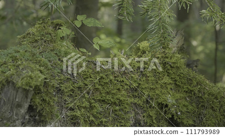 Old stump in the forest covered with moss With large roots. Moss on stump in the forest Old stump in the forest covered with moss With large roots. Moss on stump in the forest 111793989