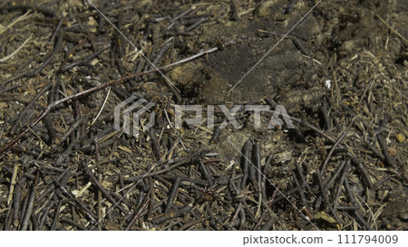 Close up view of ants on stone, Carpenter ant, Camponotus herculeanus. Teamwork: Black and Red Ants on Wooden Surface with Stones. Many ants on stone Close up view of ants on stone, Carpenter ant, Camponotus herculeanus. Teamwork: Black and Red Ants on Wooden Surface with Stones. Many ants on stone 111794009
