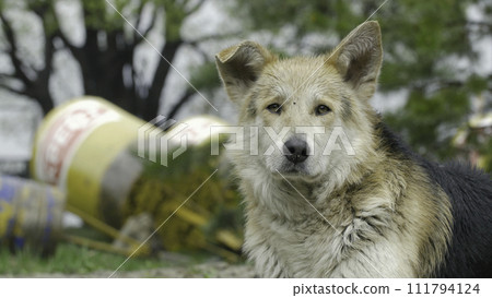 Sad beige dog-mongrel on a leash is . Close-up, selective focus. mongrel dog dog close up of the eyes. Gray mongrel dog lies on concrete 111794124