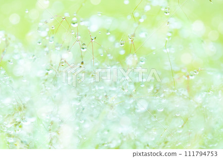 Waterdrop on the grass 111794753