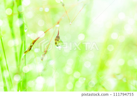 在草地上的Waterdrop 在草地上的Waterdrop 111794755