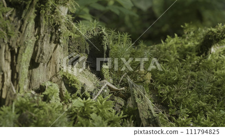Beautiful green moss in the sunlight. Moss grows on the tree, beautiful background of moss. Leaf on Moss, autumn, forest, Nature,Wildlife 111794825