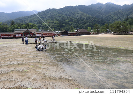 Hiroshima Prefecture, Miyajima scenery, Itsukushima Shrine, Otorii gate under construction, girl playing with deer, parent and child visiting the shrine Hiroshima Prefecture, Miyajima scenery, Itsukushima Shrine, Otorii gate under construction, girl playing with deer, parent and child visiting the shrine 111794894
