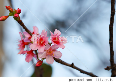 Miyakojima, Okinawa Prefecture Cold scarlet cherry blossoms 111794910