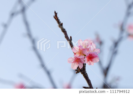 Miyakojima, Okinawa Prefecture Cold scarlet cherry blossoms 111794912