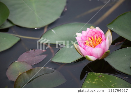formosa water lily flower 111794917